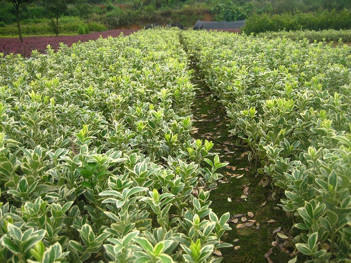 淺水蓮藕種植基地